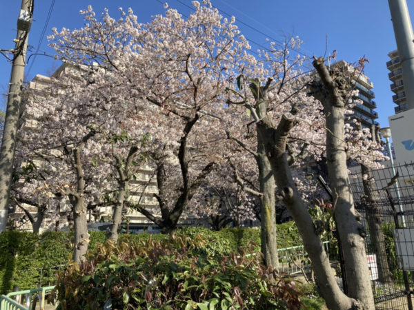 会社の近くにある桜の木
